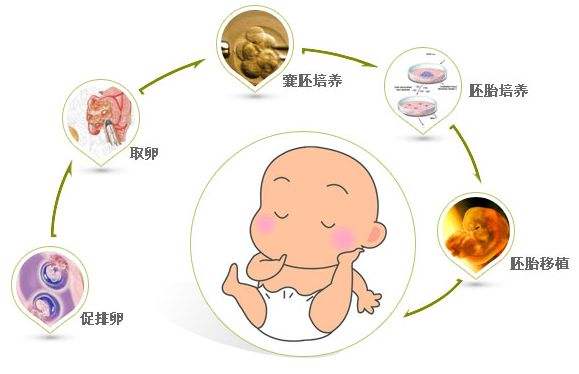 140周是几个月 孕140周胎儿发育过程图